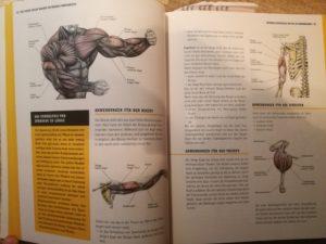 Anatomie im Muskel-Guide